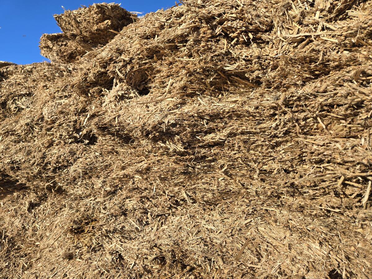 A silage pile for cattle to graze on during the winter at Bos Family Farms near Rapid City, Man., on Jan. 12, 2026. Photo: Miranda Leybourne