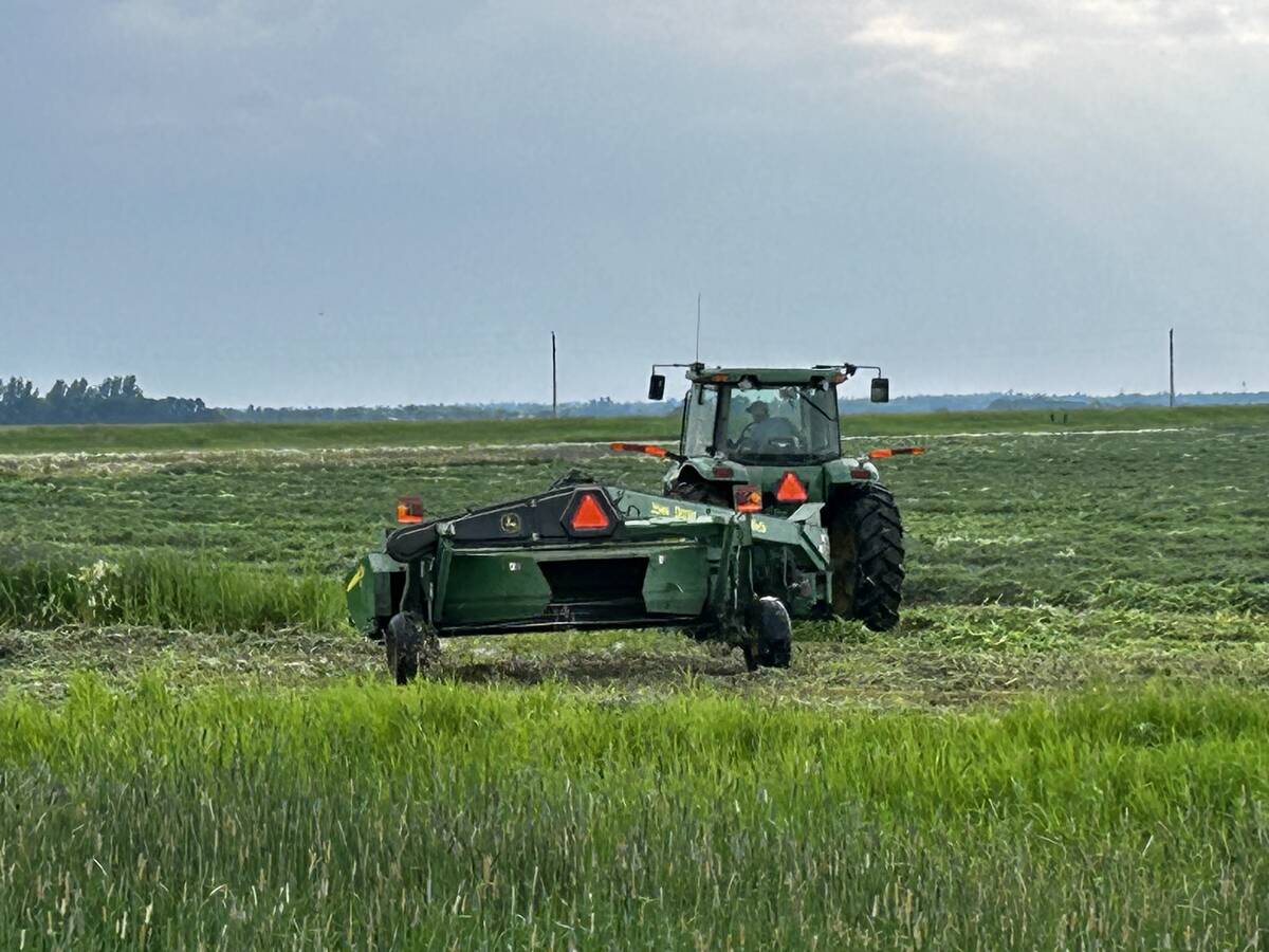 Hay is cut west of Holland July 8. Manitoba's first cut of 2024 faced significant weather delays. PHOTO: ALEXIS STOCKFORD