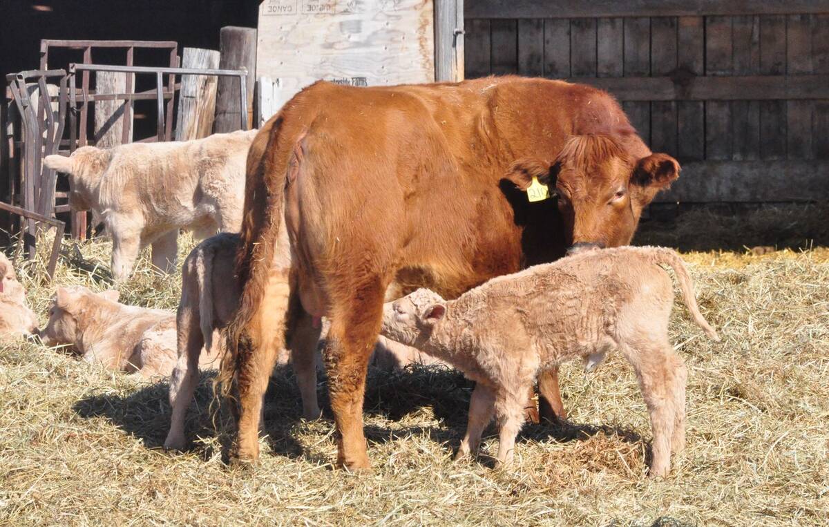 A beef calf nurses in central Manitoba. Photo: Jeannette Greaves