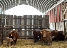 Calving gets underway at a farm in central Manitoba in 2024. Photo: Jeannette Greaves