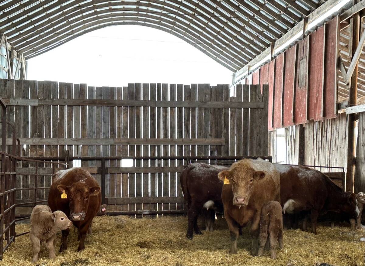 Calving gets underway at a farm in central Manitoba in 2024. Photo: Jeannette Greaves