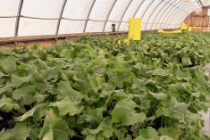 AgGronomyTV: How to grow a canola hybrid