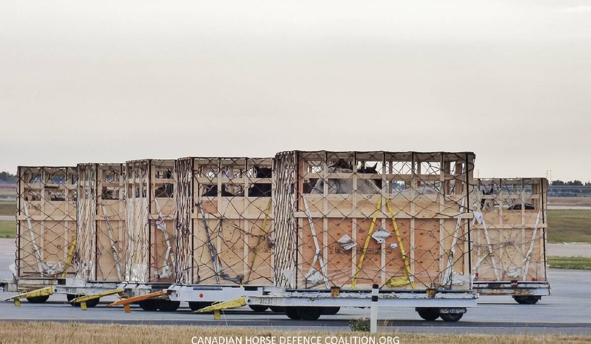 Horse shipping crates at Richardson International Airport. Photo: Canadian Horse Defence Coalition