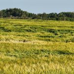 lodged wheat crop, west of Edmonton, 2025. Ieuan Evans photo