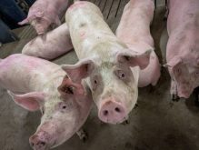 Three pigs in a pig barn in Manitoba. Photo: Geralyn Wichers