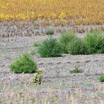 Kochia creeps farther north in Manitoba