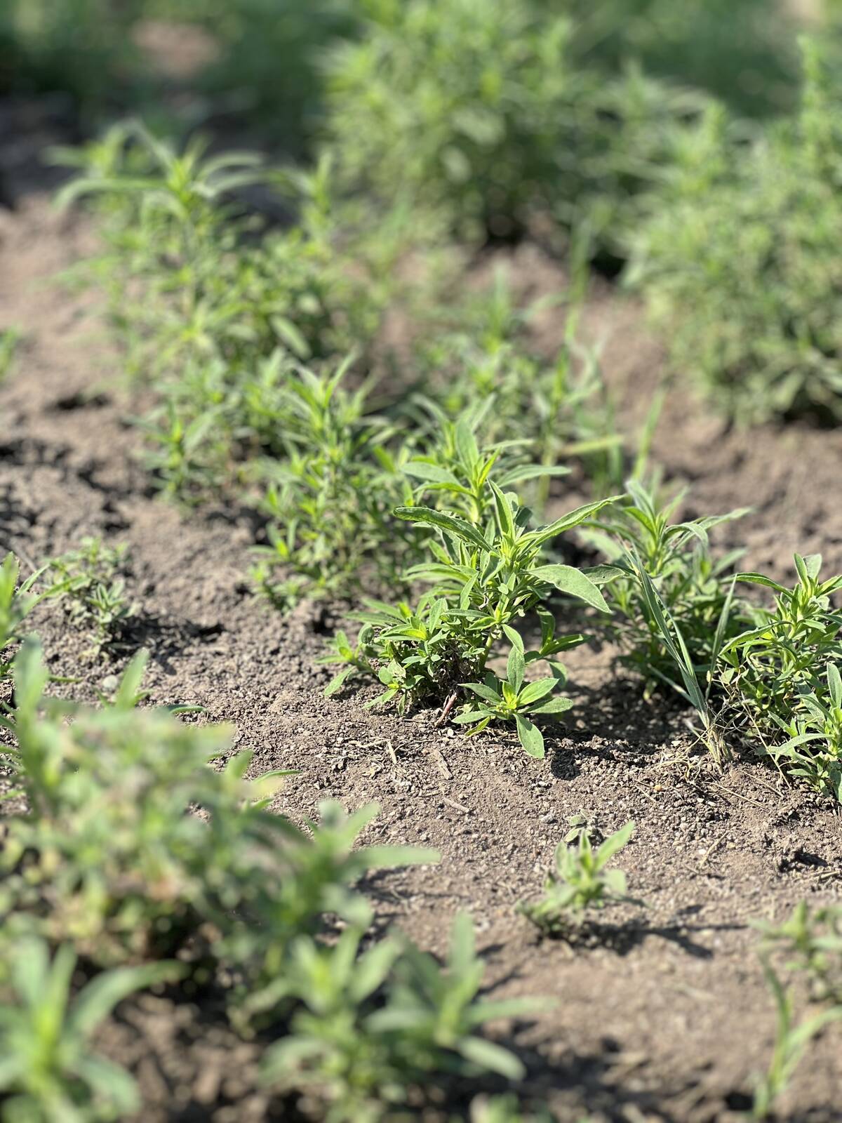 Kochia escapes after glufosinate applications in North Dakota are adding urgency to resistance concerns on the Prairies. Photo: Laura Rance