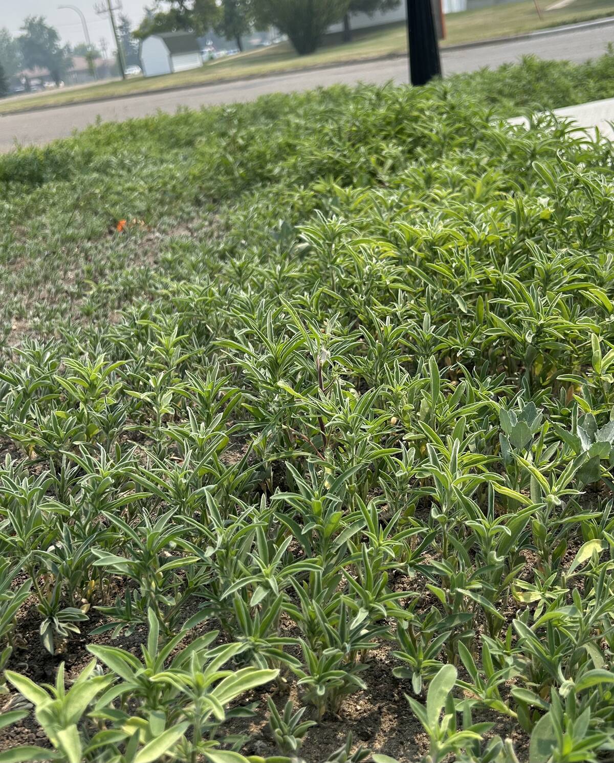 Kochia grows on the side of the road in Wainwright, Alta. It’s a Prairie-wide problem but, in Manitoba, the weed is starting to appear farther north. Photo: Zak McLachlan