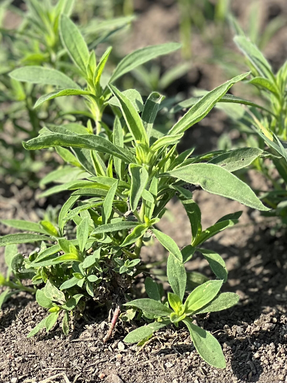 A young kochia plant. Photo: Laura Rance