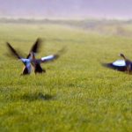 Canada’s import ban on Avix bird control system ruffles feathers