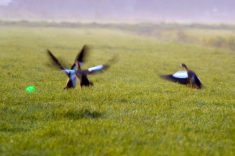 The AVIX Autonomic Mark II,  automated laser bird deterrent can be programmed with 16 different patterns and 10 time slots. In addition, each pattern can be assigned to a specific time slot, enabling a variety of bird-repelling patterns at different times of the day. Photo: Bird Control Group