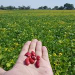 Dry bean breeding has paid off for farmers