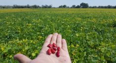 Dry beans are held out on the palm of a person's hand with growing dry bean plants in the background. Photo: Juan Osorno