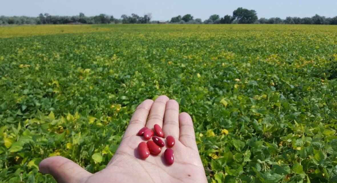 Dry beans are held out on the palm of a person's hand with growing dry bean plants in the background. Photo: Juan Osorno