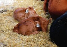Scientists say it&rsquo;s a common misconception that newborn calves that are low in iron, selenium and vitamins A, D3, E and B12 will catch up after a few weeks.  |  File photo