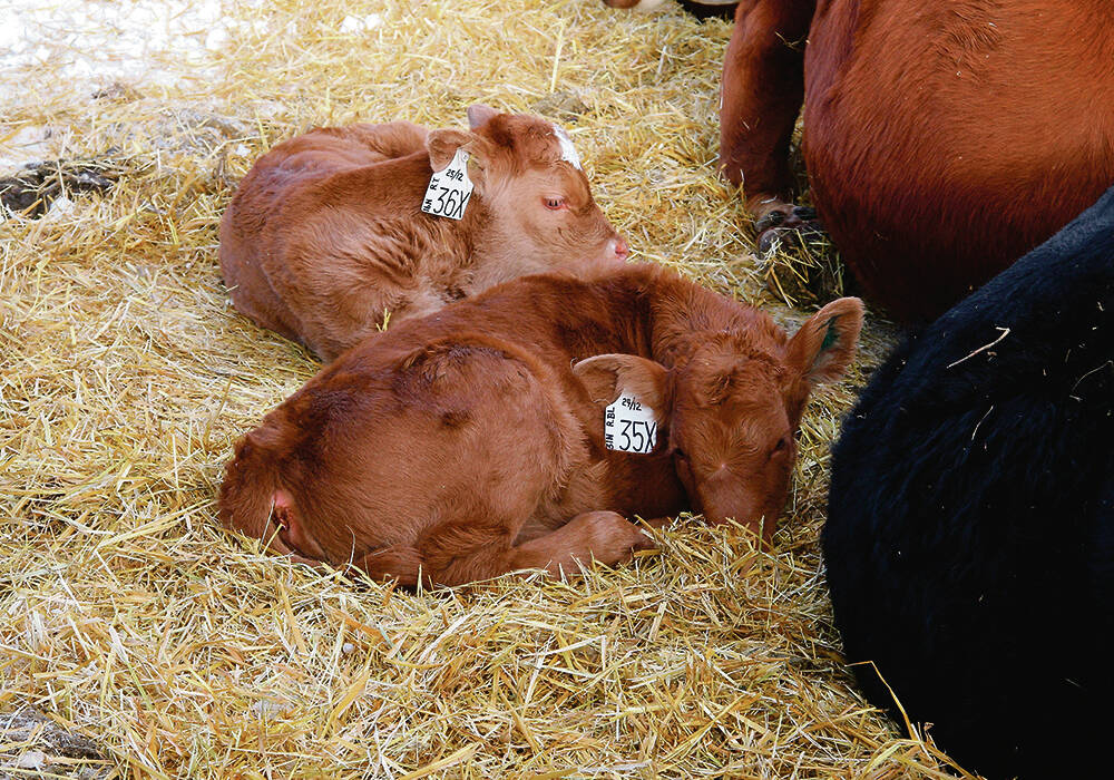 Scientists say it’s a common misconception that newborn calves that are low in iron, selenium and vitamins A, D3, E and B12 will catch up after a few weeks.  |  File photo