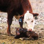 Scours doesn’t hibernate: Infectious risks for cold weather calves