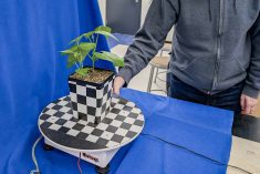 Michael Beck sets a bean plant on the turntable of the photogrammetry rig in his lab at the University of Winnipeg on Feb. 3, 2026. Photo: Geralyn Wichers