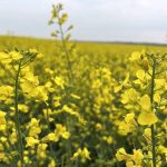 Canola in bloom in Morinville, Alberta, in July 2025. Photo: Zak McLachlan