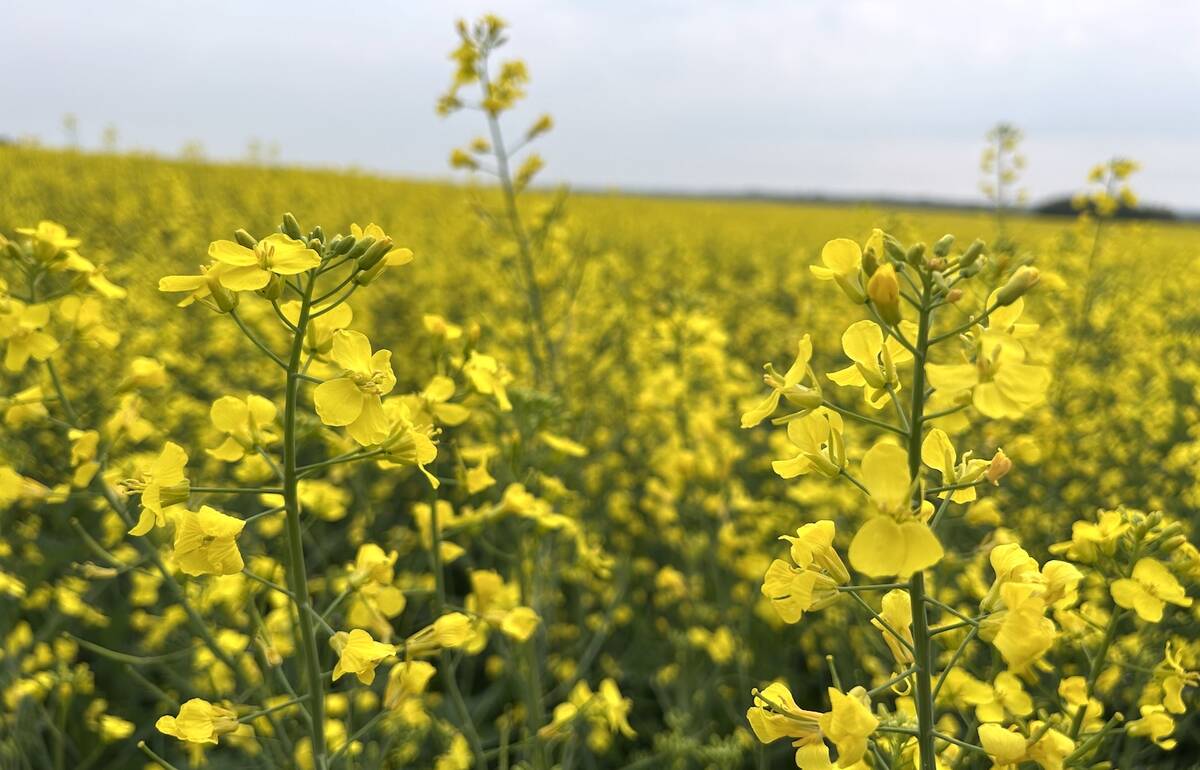 Canola in bloom in Morinville, Alberta, in July 2025. Photo: Zak McLachlan