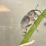 Cabbage seed pod weevil the surprise top canola pest in Manitoba for 2025
