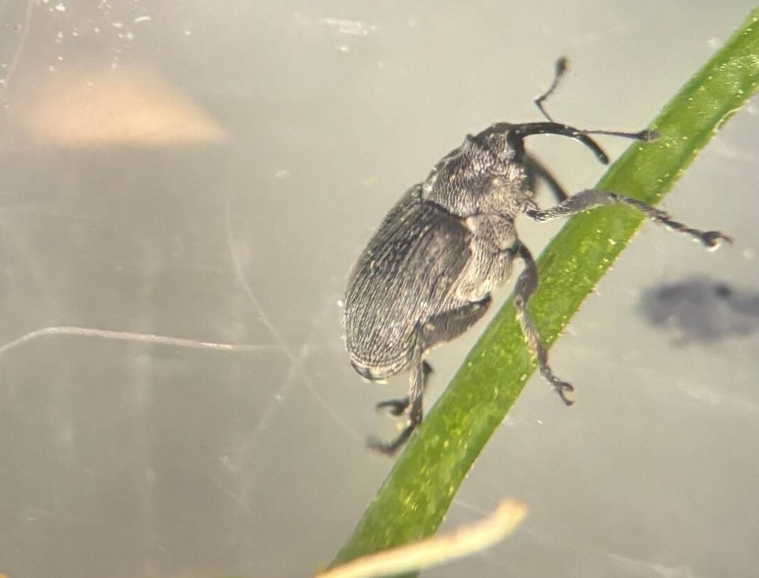 An adult cabbage seed pod weevil. Photo: Abi Benson/Manitoba Agriculture

(Multi-use permission granted, maintain photo credit)