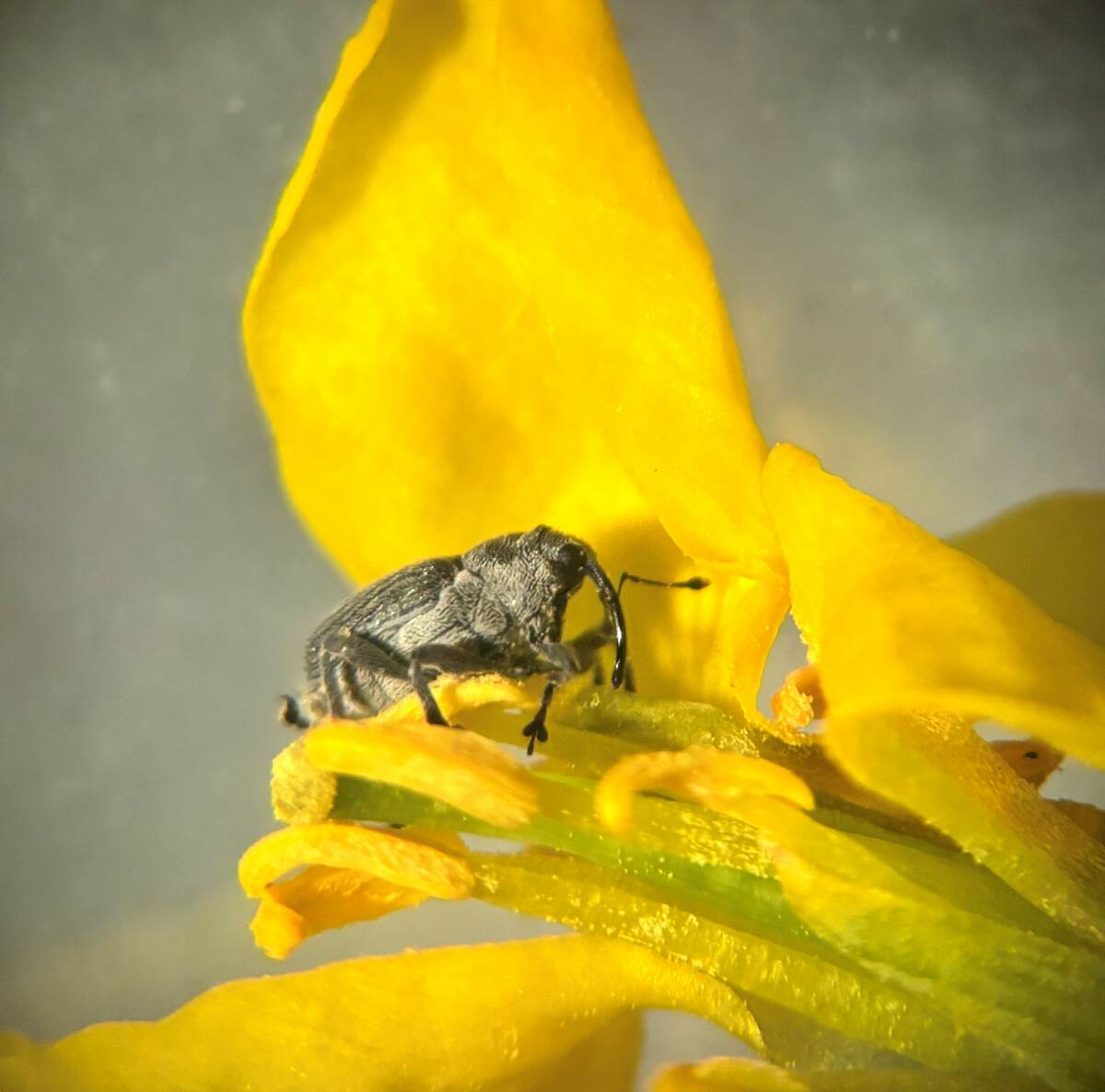 A cabbage seed pod weevil crawls over a canola flower. Photo: Abi Benson/Manitoba Agriculture