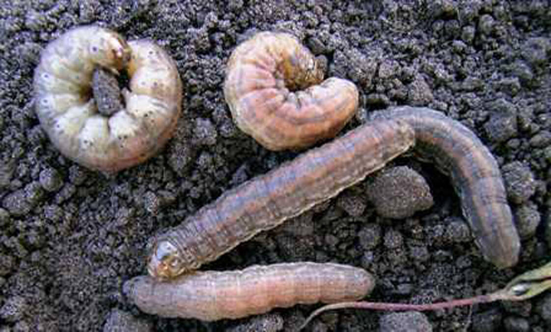 Examples of cutworm larvae are photographed in a Manitoba field. Photo: Manitoba Agriculture
