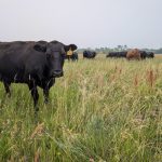 Cow and calves graze in eastern Manitoba. Photo: Geralyn Wichers
