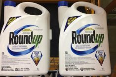 Bottles of Roundup on a retail shelf. File photo