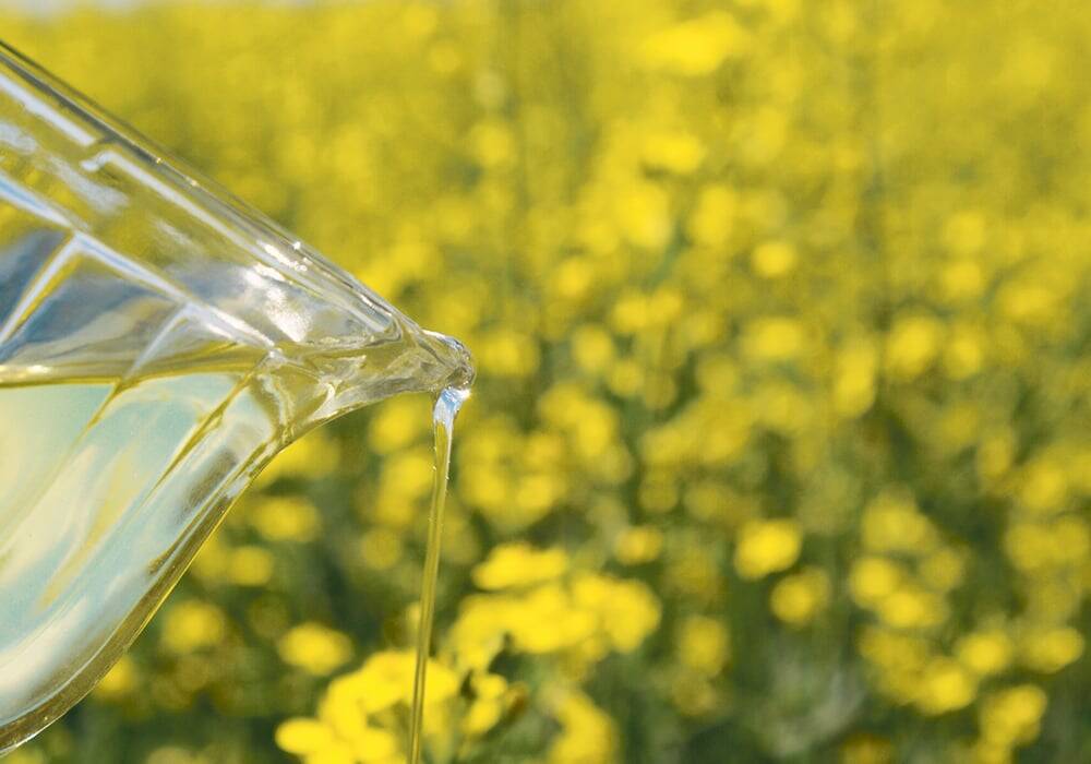 canola oil