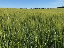 A wheat crop west of Pathlow, Sask. in August 2022. Dave Bedard pic