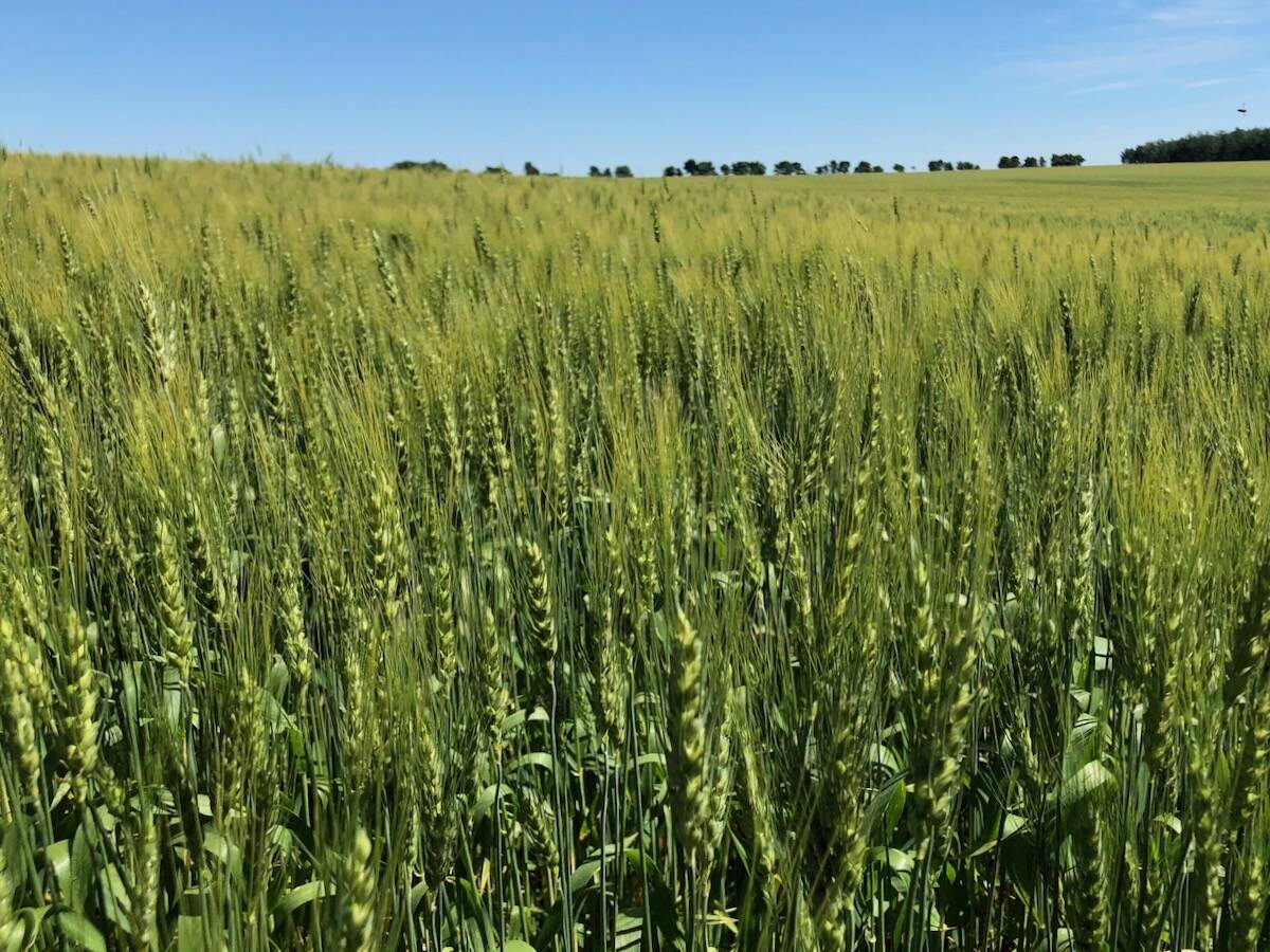 A wheat crop west of Pathlow, Sask. in August 2022. Dave Bedard pic