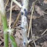 White mould emerges as top threat in Manitoba soybean fields