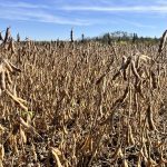 Last year, lower U.S. soy sales to China allowed Brazil, the world&rsquo;s largest soybean producer and exporter, to ship 85.4 million metric tons to China, an 18 per cent increase from 2024, according to Brazilian government data. Photo: Greg Berg
