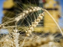 Wheat breeding system no longer works, Canadian Wheat Research Coalition report says