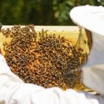 Malta bee exporter blasts criticism from Canadian beekeepers