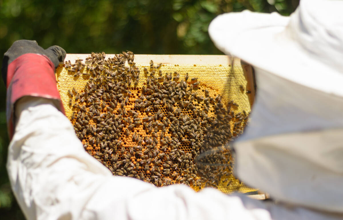 Man looking at bees. Farmer working with honeycomb. Apiculture. Photo:SHINYFAMILY/GETTY IMAGES