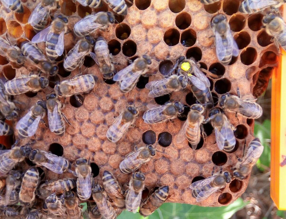 Bees from De Chino’s hives on the Mediterranean island of Malta. Photo: Ermanno De Chino / Facebook.