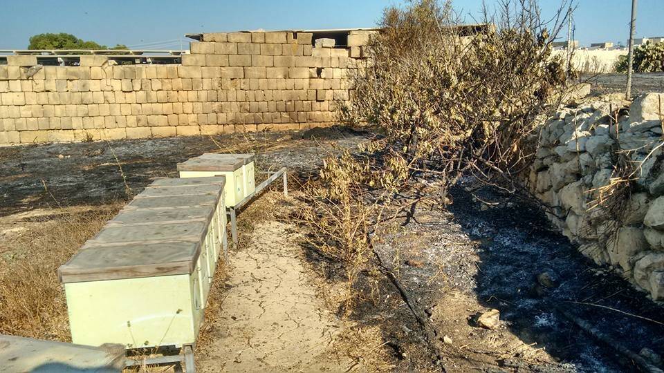 Bee hives on the island of Malta.
Photo: Ermanno De Chino / Facebook.