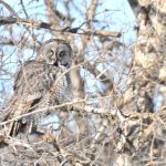 Great grey owl in a leafless tree in Manitoba. Photo: Donna Gamache