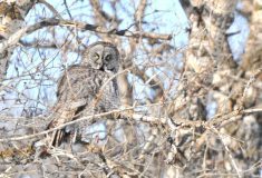 Great grey owl in a leafless tree in Manitoba. Photo: Donna Gamache