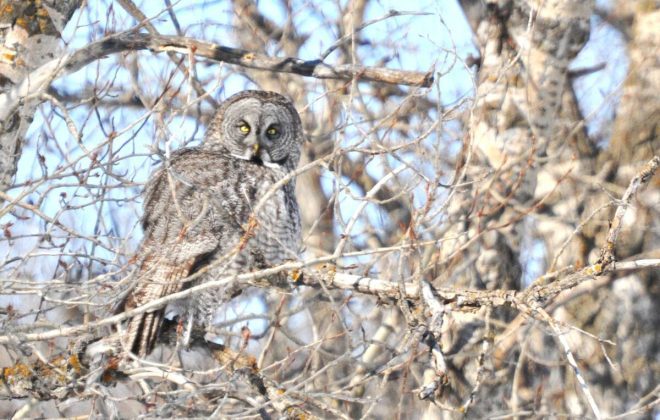 Great grey own in a leafless tree in Manitoba.