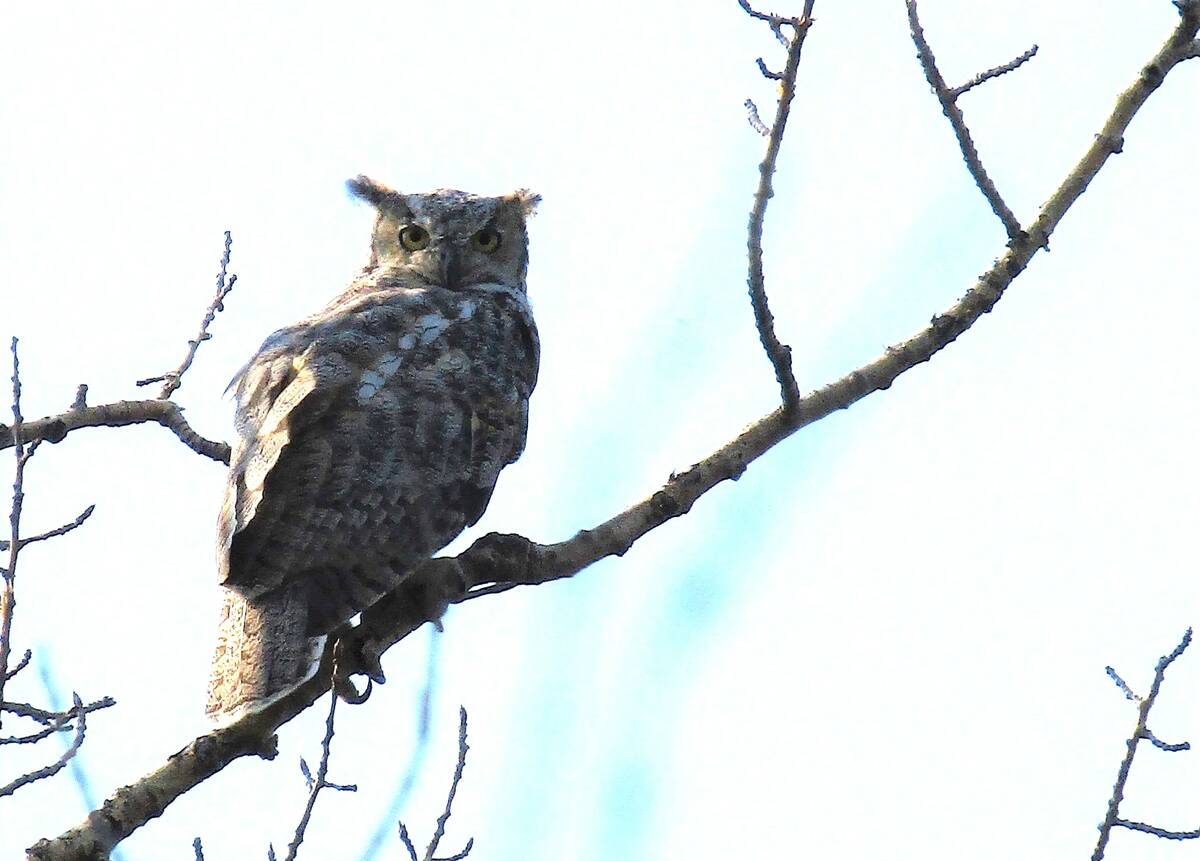 The great horned owl on a tree limb.