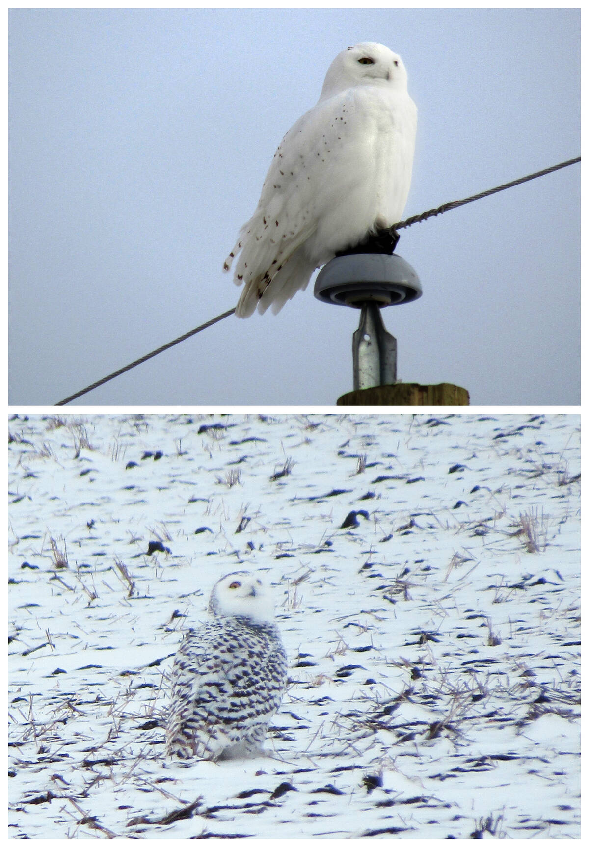 Snowy owls are a prized sighting in Manitoba, coming down from the tundra in winter.
	<div class='mobile-ad-outer content-ad lazyload' data-srcset=