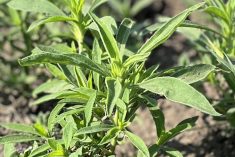 VIDEO: AgGronomyTV: Weed control for spring seeding