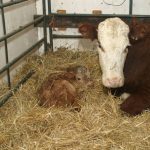 Nutrition: Setting up newborn calves for success