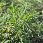 No friend of farmers. Fresh growth of kochia in a field in Saskatchewan.  Photo: Laura Rance