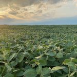 Weed resistance closes in on glufosinate