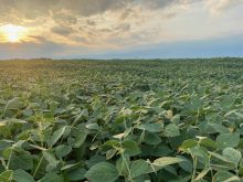 Double crop soybeans start growing half way through the season, so their yield potential is low. Photo: John Greig